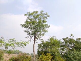 tree in the field