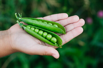 fresh cucumbers and tomatoes are held in the hands of a man. close up.