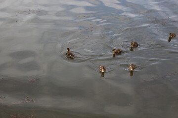 
Little ducklings swim on the lake in spring