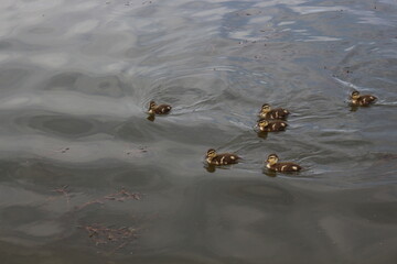 
Little ducklings swim on the lake in spring