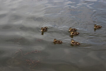 
Little ducklings swim on the lake in spring