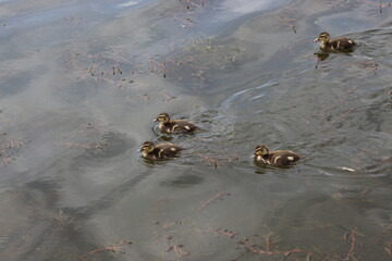 
Little ducklings swim on the lake in spring