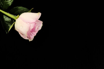Fototapeta na wymiar Pink rose on black background. Copy space
