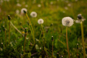 A field of dandelions. Dandelions on the green grass.
