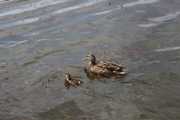 
Wild duck with ducklings swim on the lake in spring