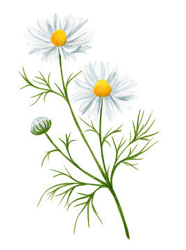 White daisy flower with bud and leaves, field flower.