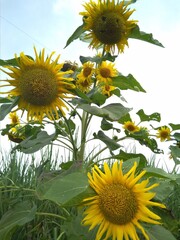 sunflowers on a field