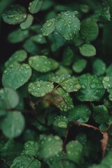 Waterdrops on rose leaves 