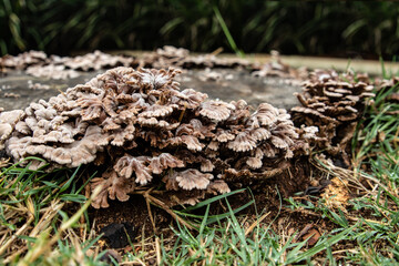 Saprophytic mushrooms on a cut tree stump, close up.