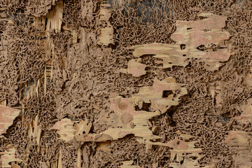 closeup background and texture of nest termite at wooden wall