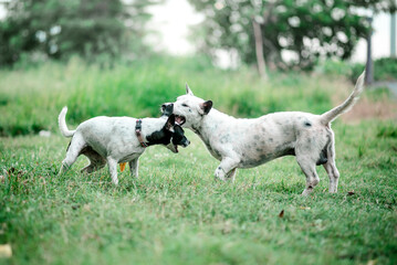 Fototapeta premium Dog running in the field