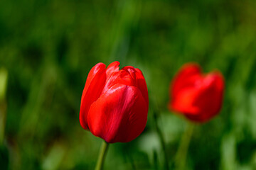 A regular red Tulip in bokeh with blurred green grass and a nearby flower in the background