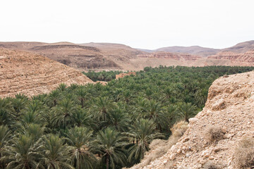 M'Chouneche oasis near Biskra city, Algeria