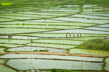 Rice fields in Nepal, small silhouettes of people working on the fields.