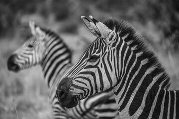 Fototapeta na wymiar Two zebra's heads on after another at Serengeti National Park, Tanzania. Zebra in black and white colors, Tanzania