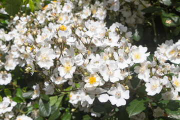 Fototapeta premium White old roses in a garden during spring