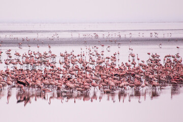 Flamingos group at Manyara Lake National Park. African birds. African safari. African flamingo. Manyara National park, Tanzania