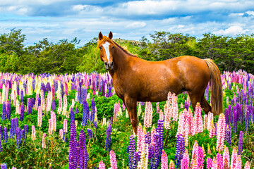 Horse on the colorful and bright blooming lupines field in Patagonia, Argentina, South America
