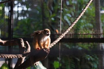 Squirrel monkey sitting on tree branch with rope with dark green background