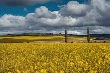 Fototapeta na wymiar Field of rapeseed, canola or colza. rapeseed field and blue sky