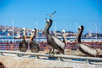 Pelicans on the fish market waiting for food in Valparaiso, Chile, South America