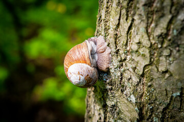 snail on a tree summer 2020