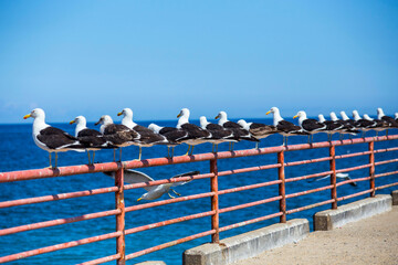 Straight row of seagulls sitting on the fence in Valparaiso, Chile