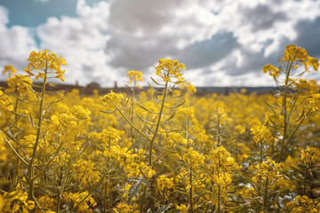 Field of rapeseed, canola or colza. rapeseed field and blue sky