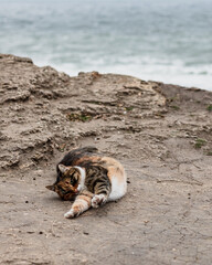 Cute funny cat is sitting on the beach against the sea and the horizon.