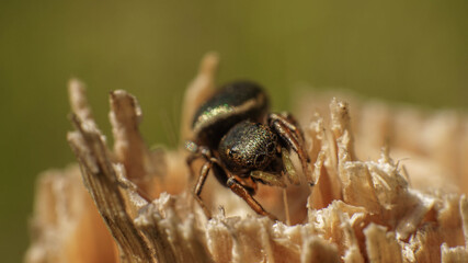curious spider peers with her big round eyes