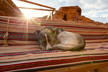 Cute dog enjoying sunset rays at Petra ancient town, Jordan