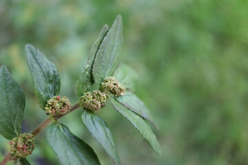 A branch of Garden Spurge and blur green  background, Thailand. Another name is Asthma weed, Snake weed.