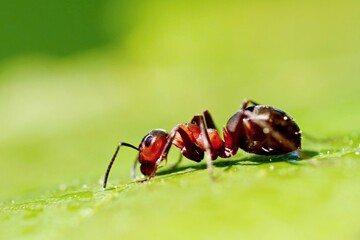 Forest ant on a maple leaf. Macro.