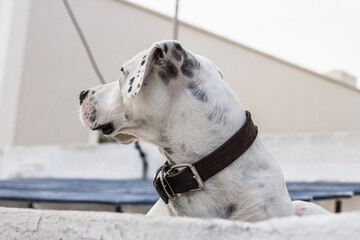 Cute young dalmatian dog portrait