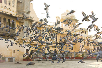 Pigeons flying over the indian palace in Udaipur, Rajasthan, India