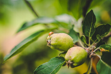 Young apple fruit with ladybug, growing summer fruit 