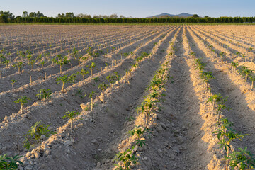 Cassava plantations, cassava field in front of mountain