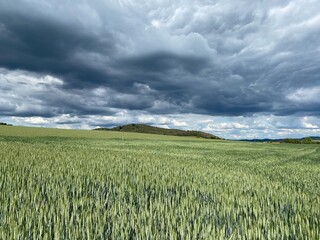 wheat field and cloudy sky