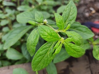 close up of mint leaves