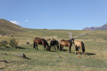 Wild horses in the mountains. Kazakhstan