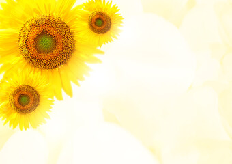 sunflower 2640