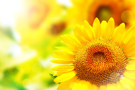 sunflower 2640