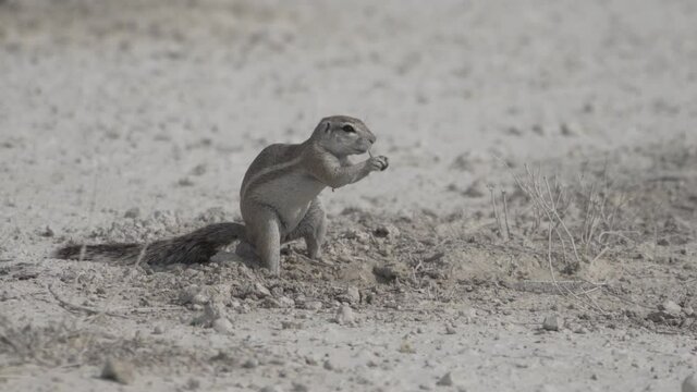 Erdh&ouml;rnchen frisst in der W&uuml;ste Namibias