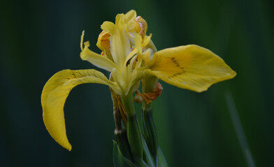 Flag Iris at Breney Common Nature Reserve Cornwall