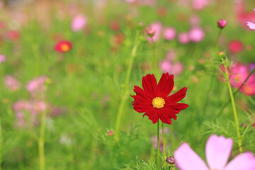Obraz na płótnie Canvas Close-up blooming cosmos flower in the summer garden.