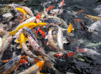 White, Red, Black and Golden Koi Fishes in the pool 
