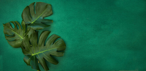 Naklejka na ściany i meble Tropical green leaves. Summer background