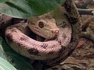 close up of a python