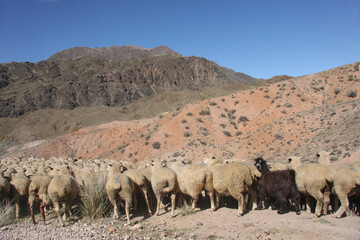 Sheep go along the mountain road. Kazakhstan