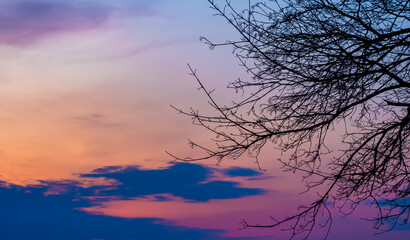 tree on the background of the evening sky, sunset